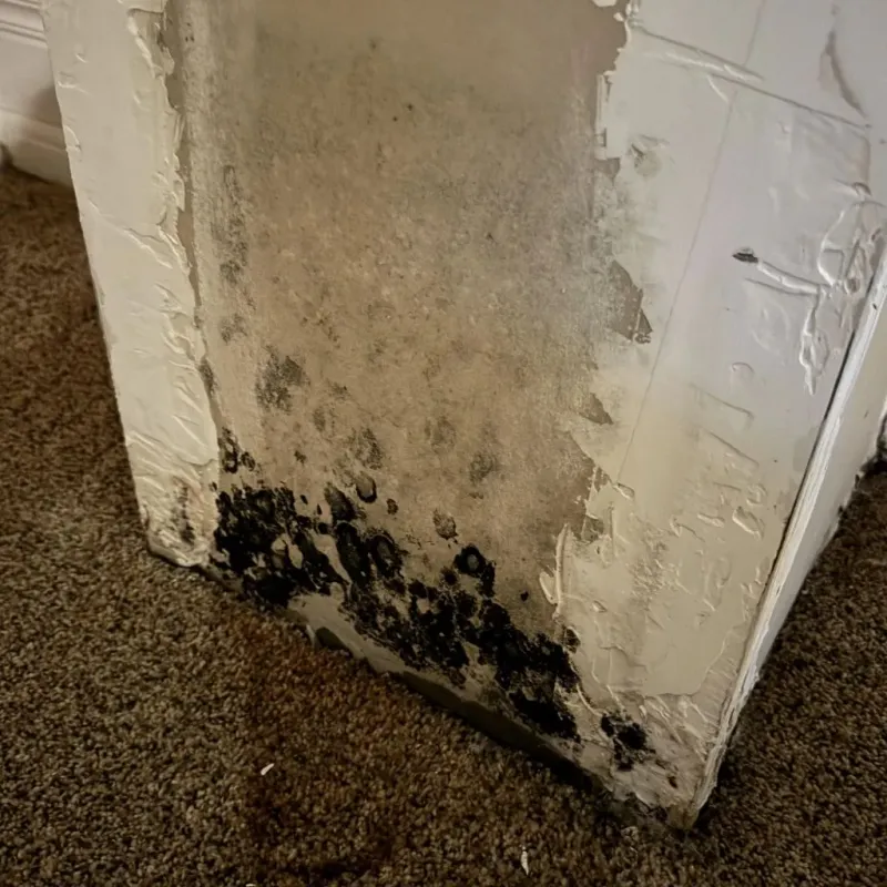 Professional Mold Removal in Woodworth, LA